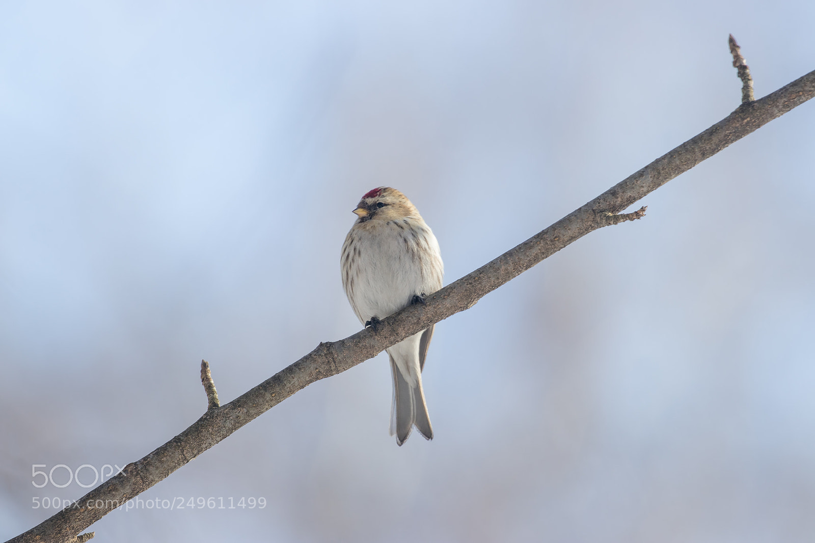 Canon EOS 80D sample photo. Common redpoll photography