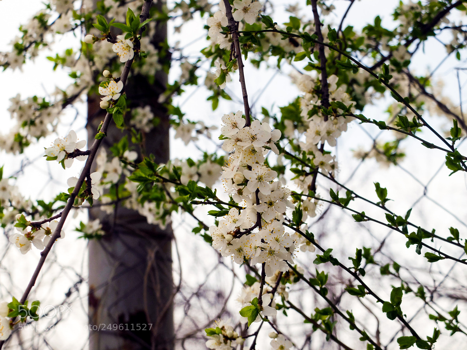 Fujifilm X20 sample photo. Spring photography