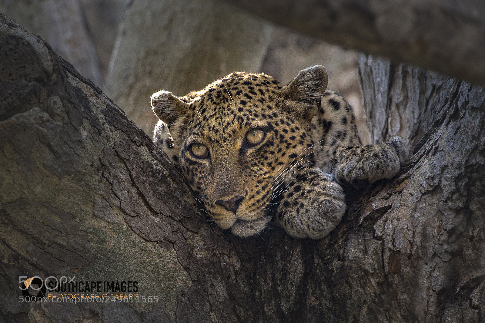 Canon EOS-1D X sample photo. Serengeti leopard portrait photography