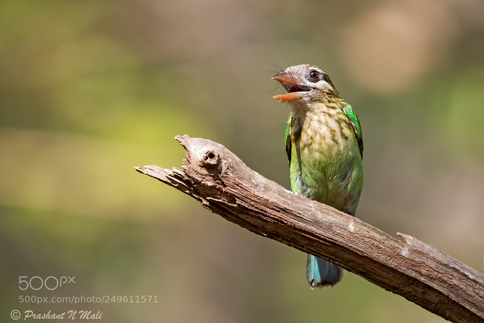 Canon EOS 5D Mark IV sample photo. White-cheeked barbet photography