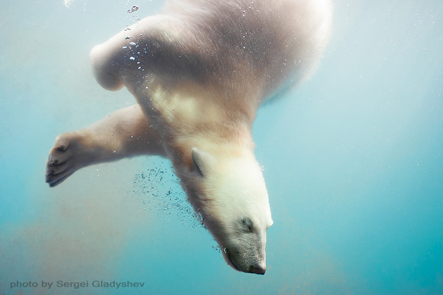 Diving polar bear by sergei gladyshev / 500px