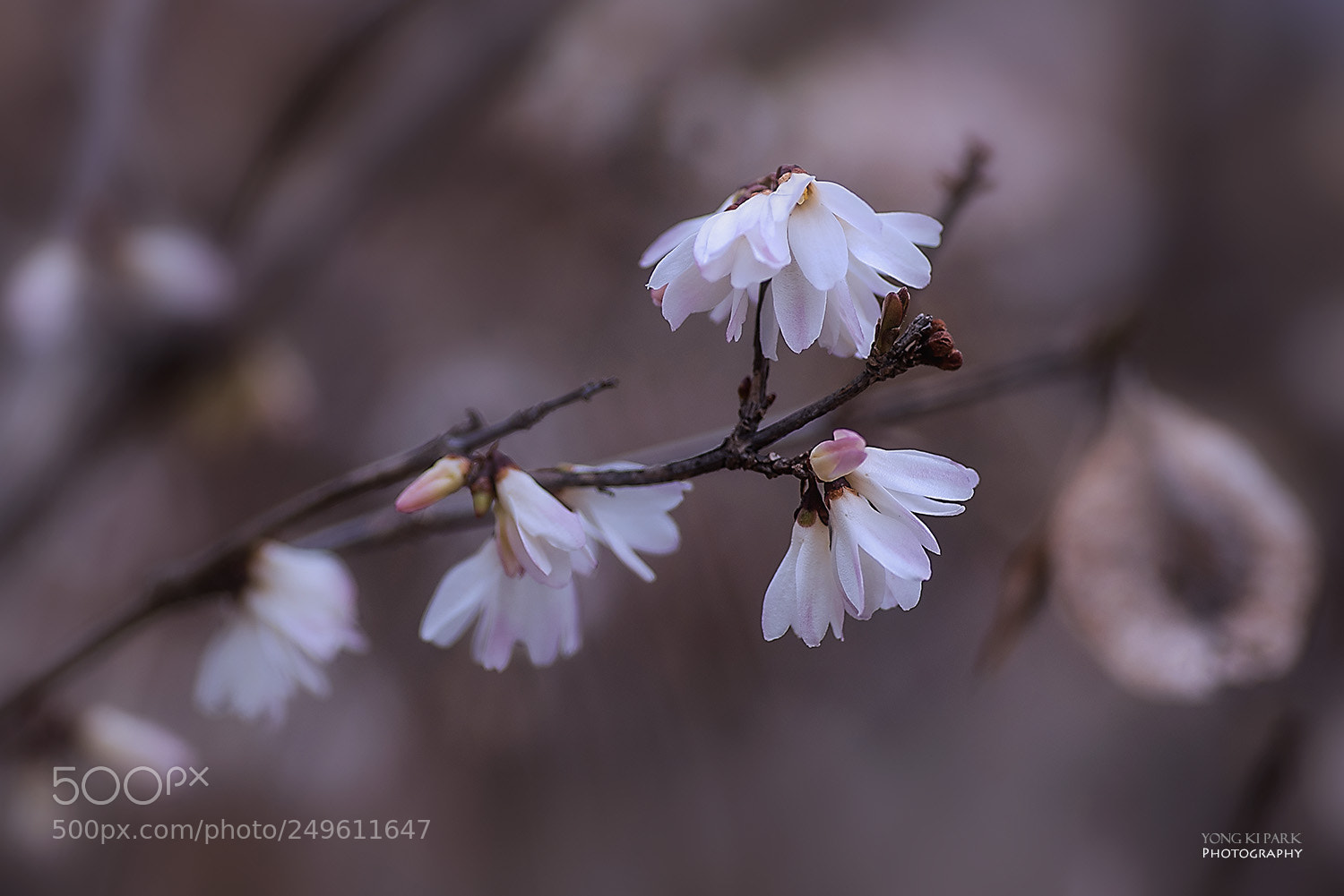 Pentax K-1 sample photo. Spring spring spring-2-korean miseonnamu photography