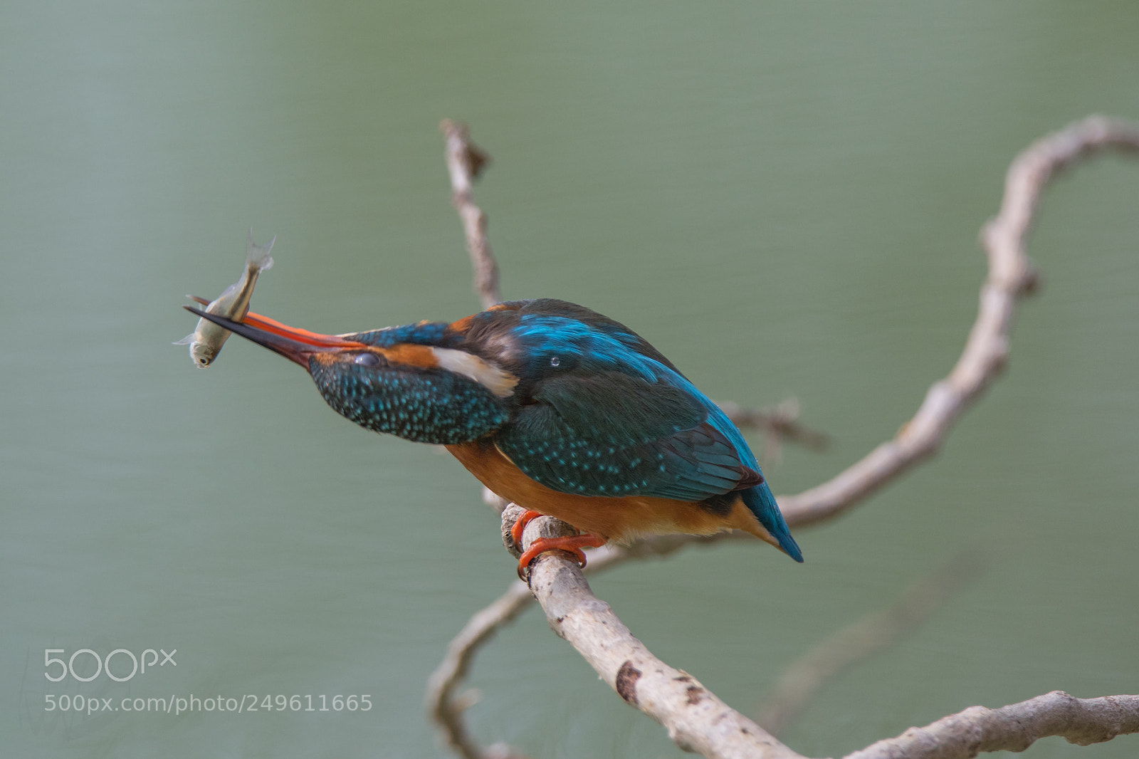 Canon EOS 7D Mark II sample photo. 430a7556_2.jpg photography