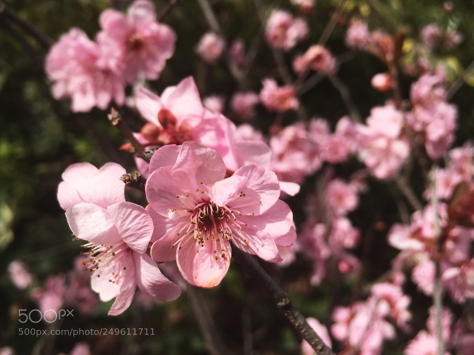 Apple iPhone 6s Plus sample photo. Plum blossoms photography