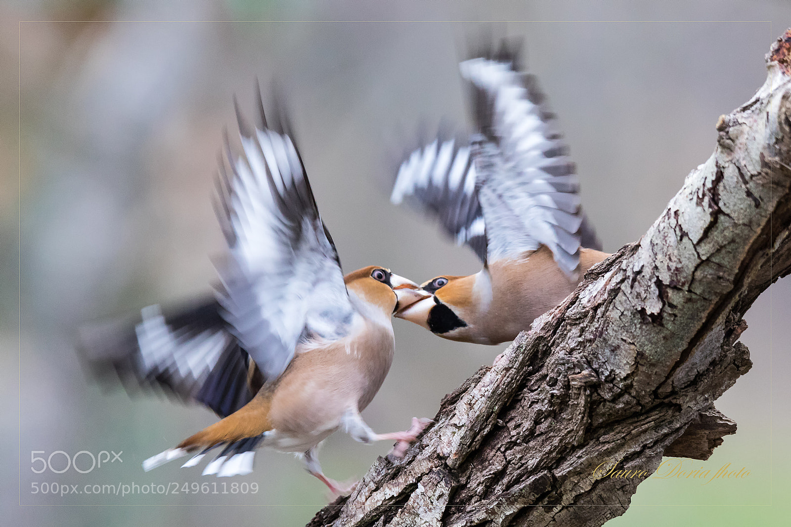 Canon EOS 5D Mark IV sample photo. Sfida tra frosoni photography