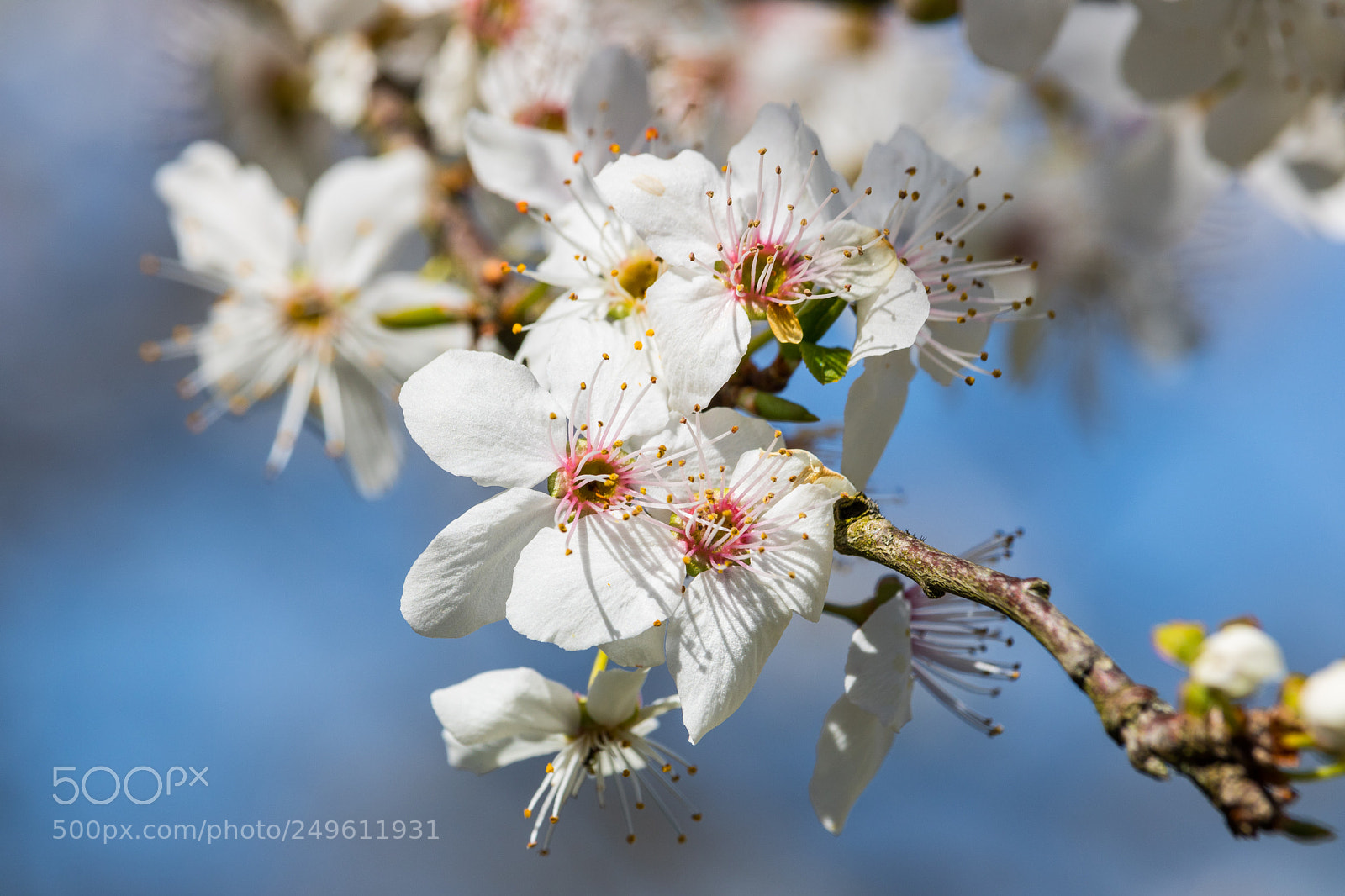Canon EOS 760D (EOS Rebel T6s / EOS 8000D) sample photo. Prunellier - prunus spinosa photography
