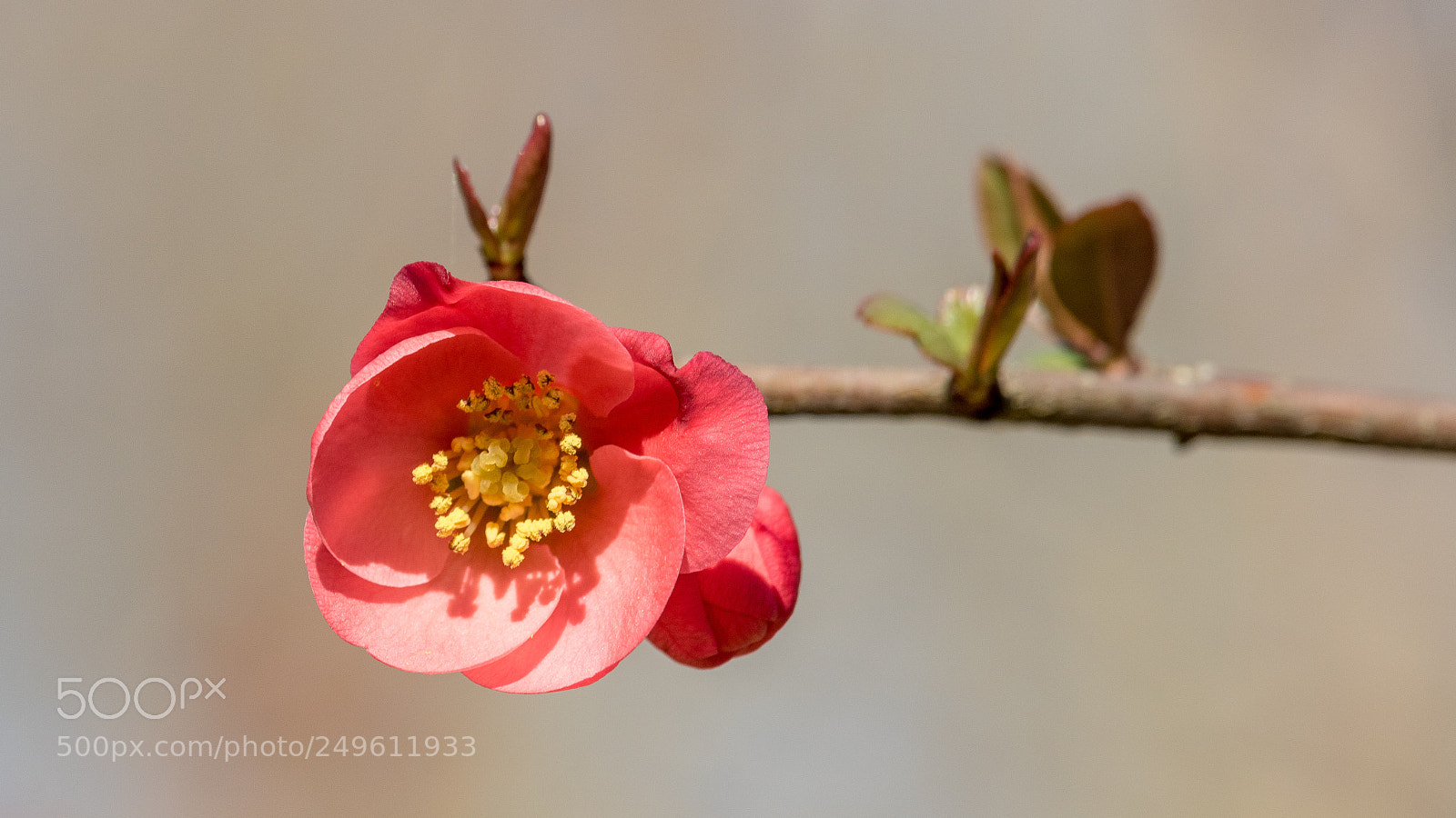 Canon EOS 760D (EOS Rebel T6s / EOS 8000D) sample photo. Fleur rouge photography