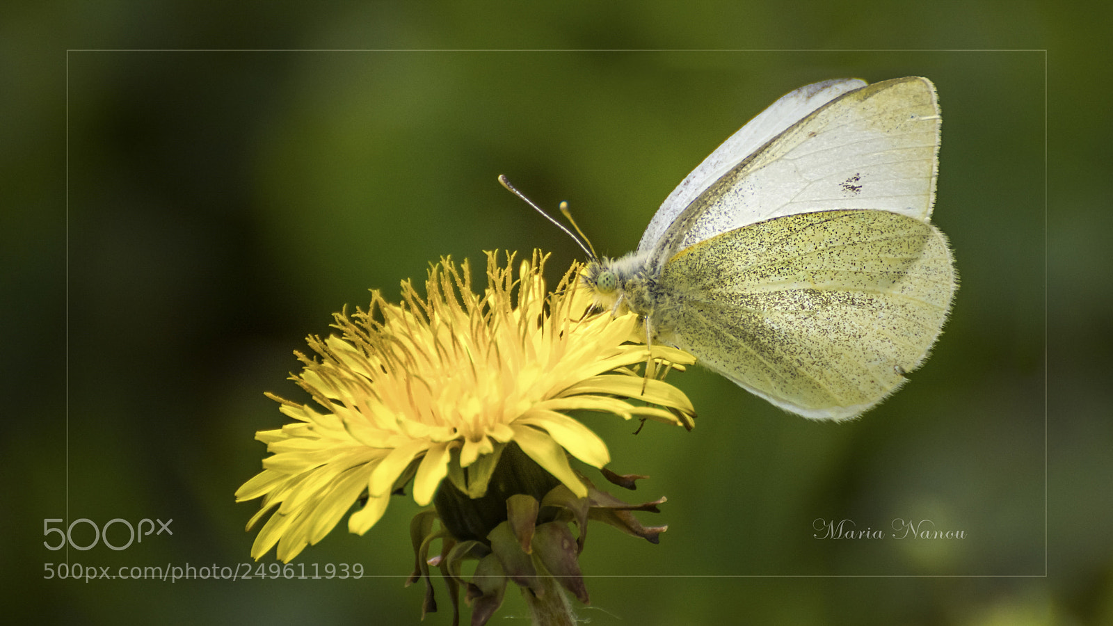 Nikon D7200 sample photo. Butterfly photography