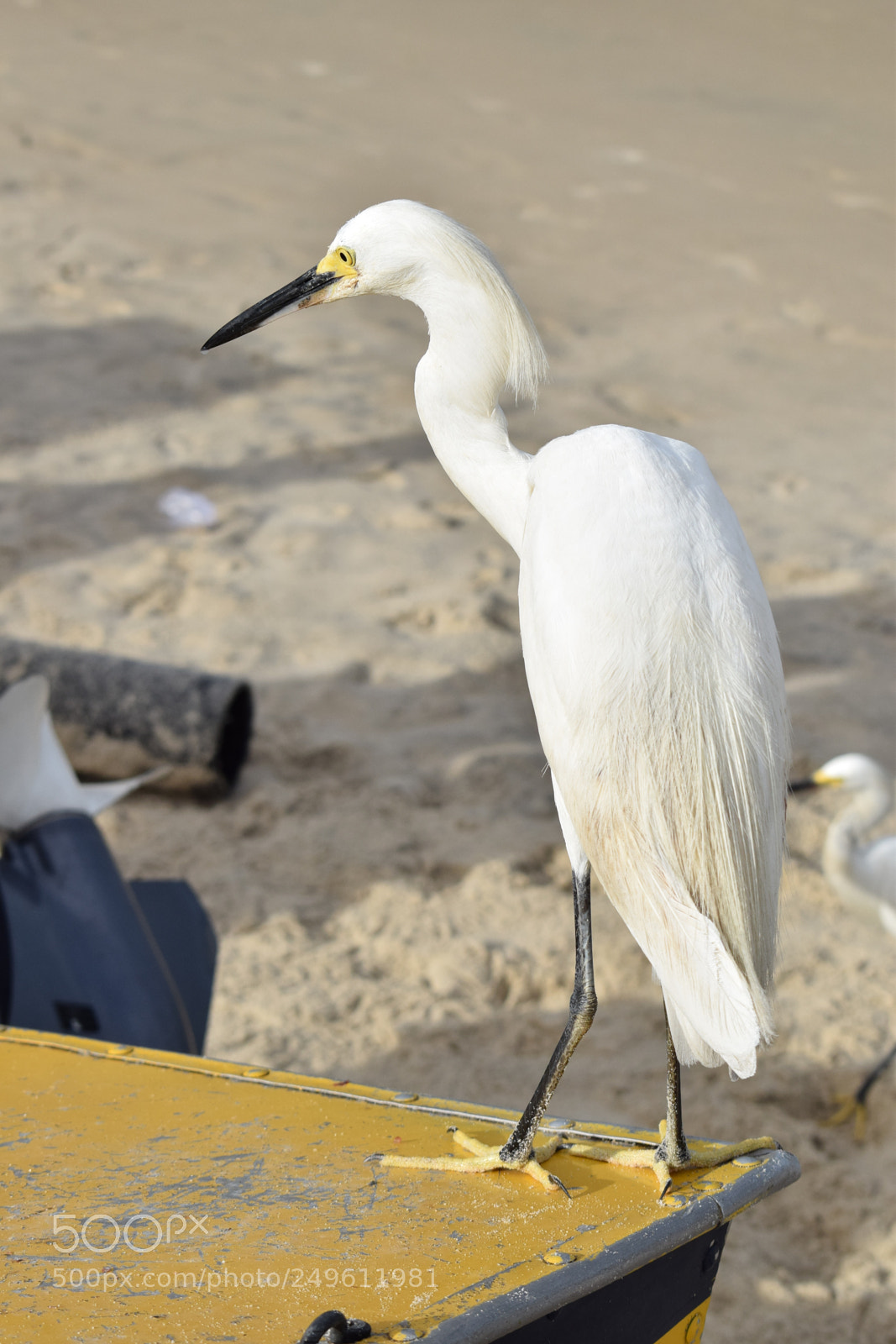 Nikon D5300 sample photo. () photography