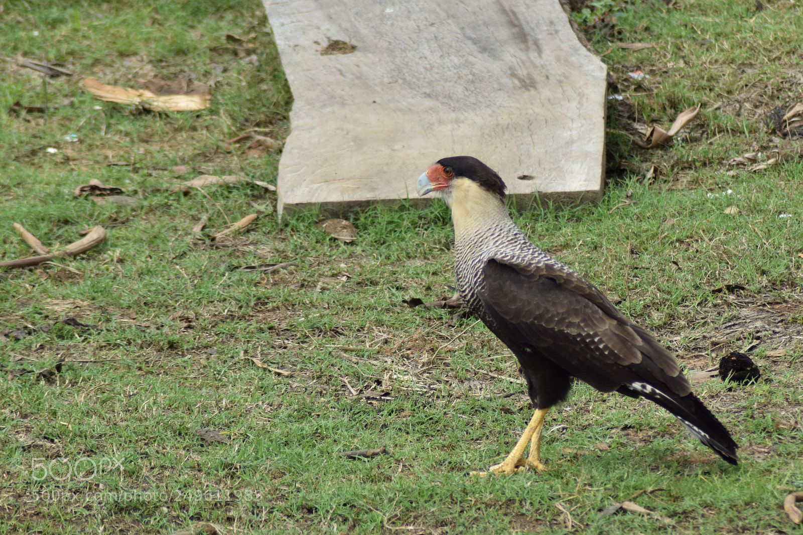 Nikon D5300 sample photo. () photography