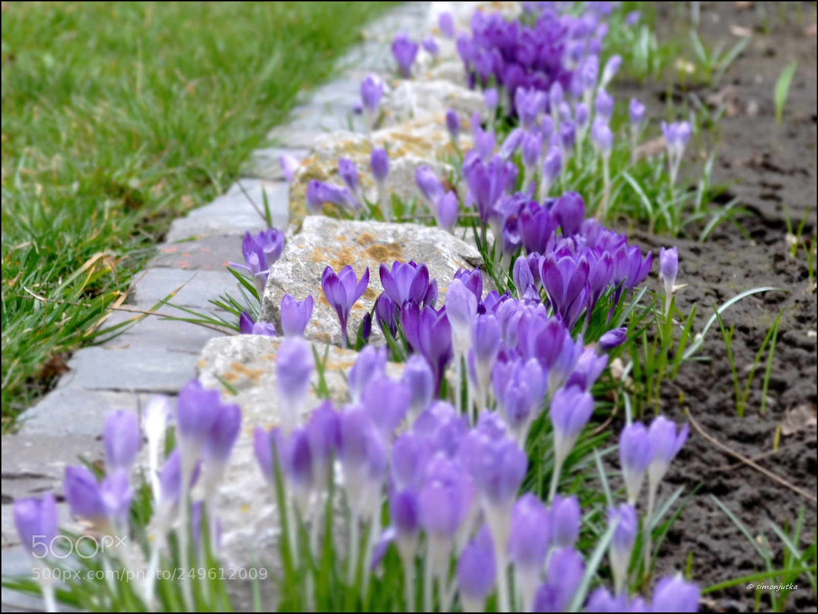 Nikon D3100 sample photo. Crocus photography