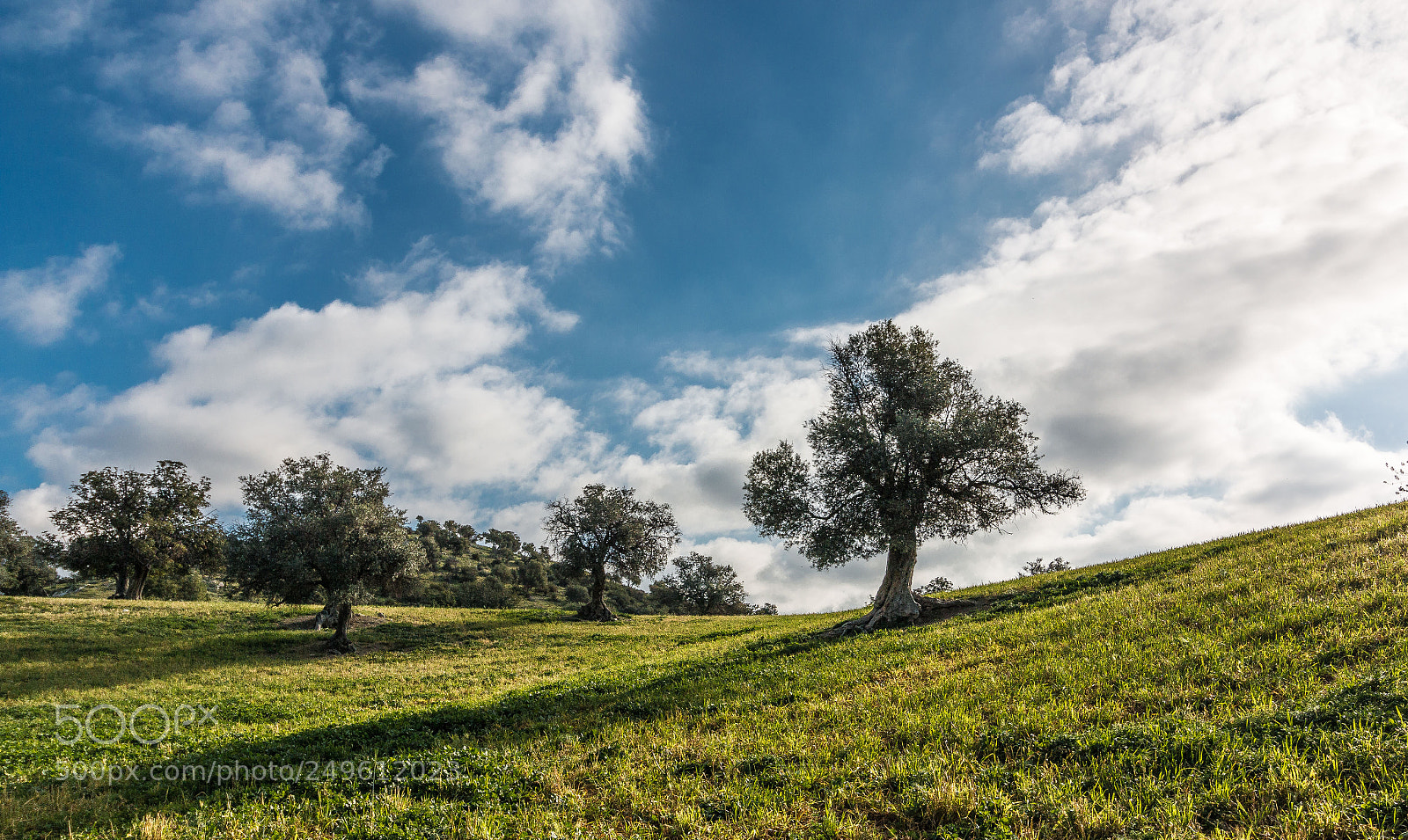Canon EOS 70D sample photo. Olive trees photography