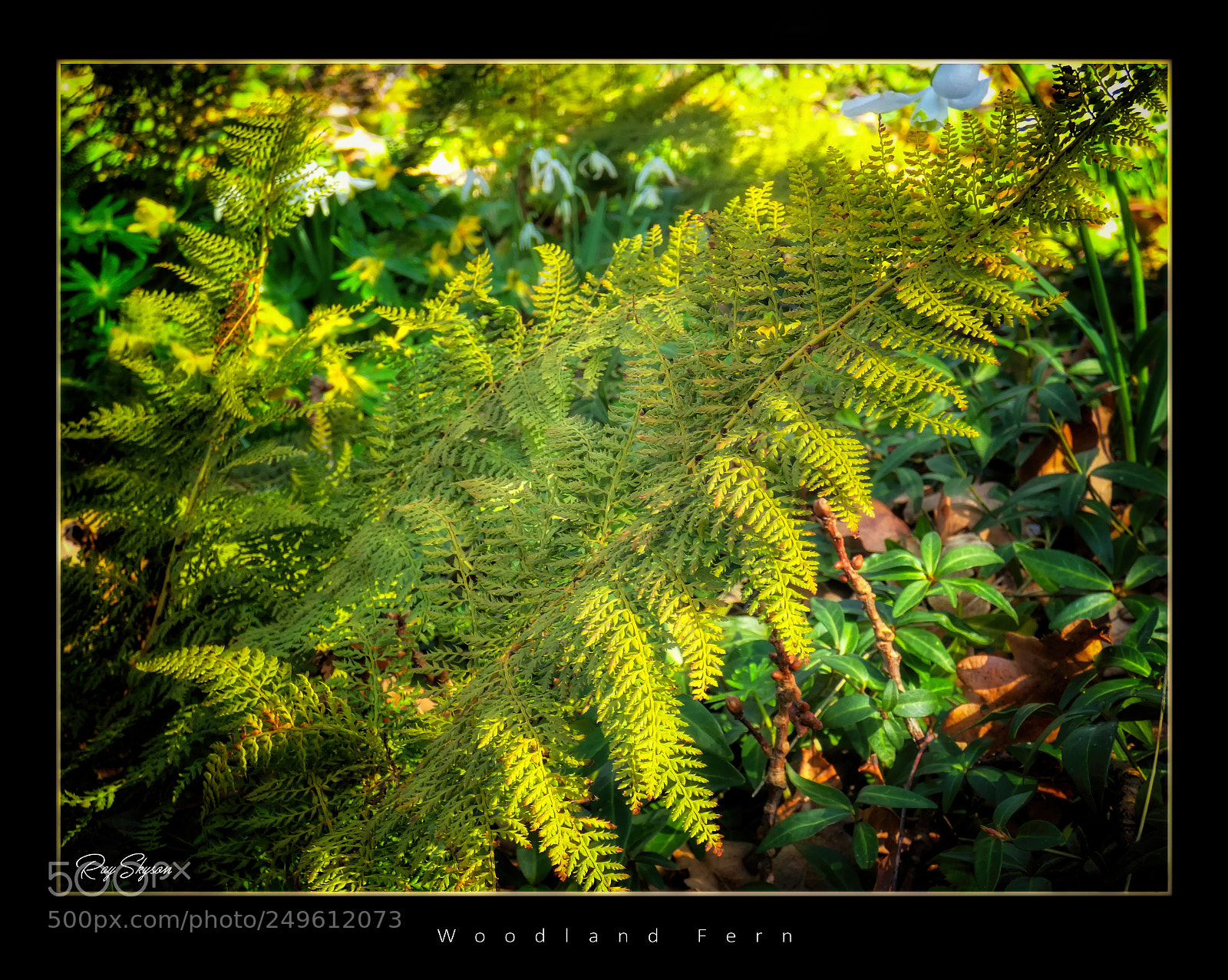 Panasonic Lumix DC-FZ80 (Lumix DC-FZ82) sample photo. Woodland fern photography