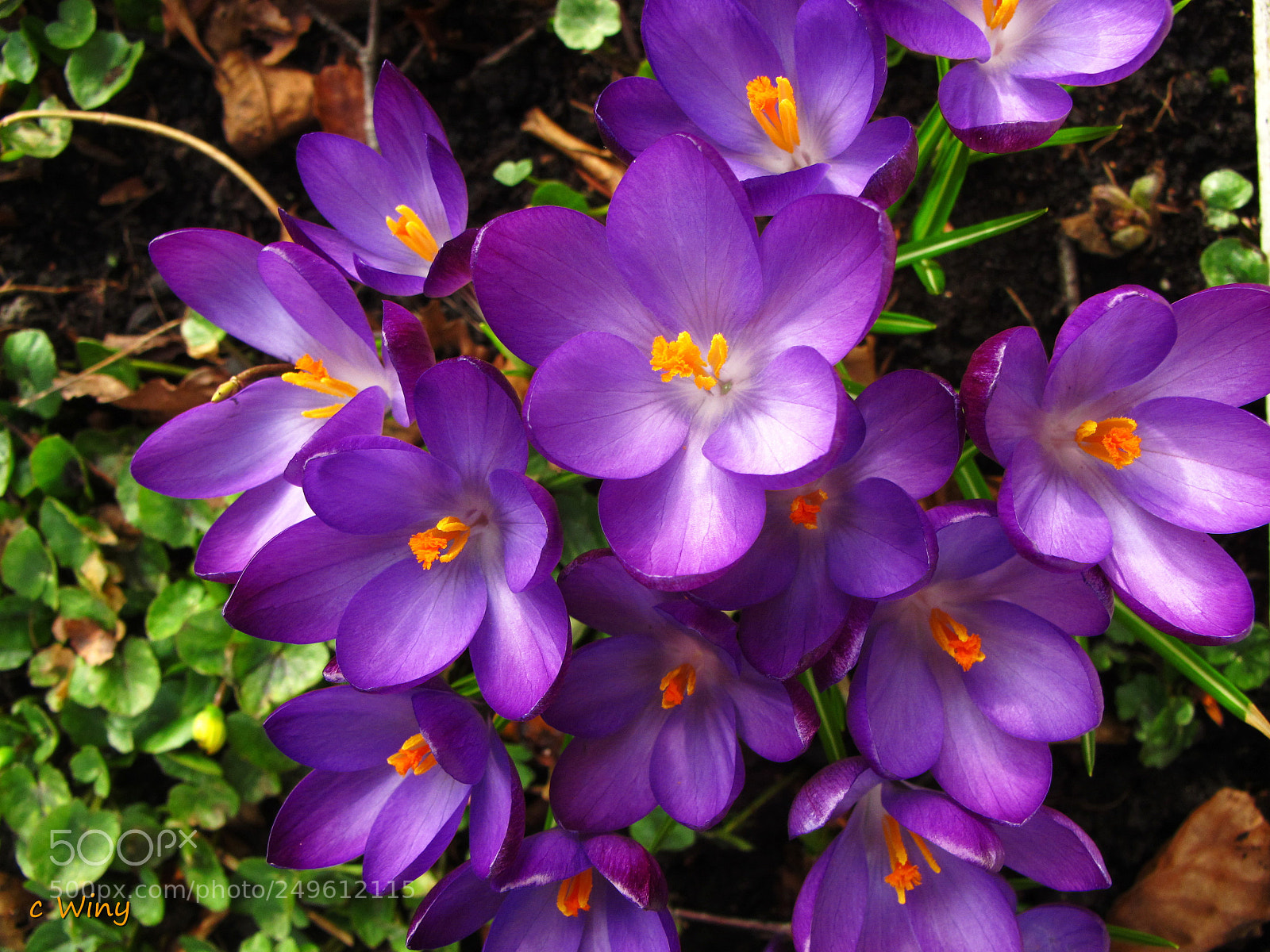 Canon PowerShot G11 sample photo. Crocus in purple photography