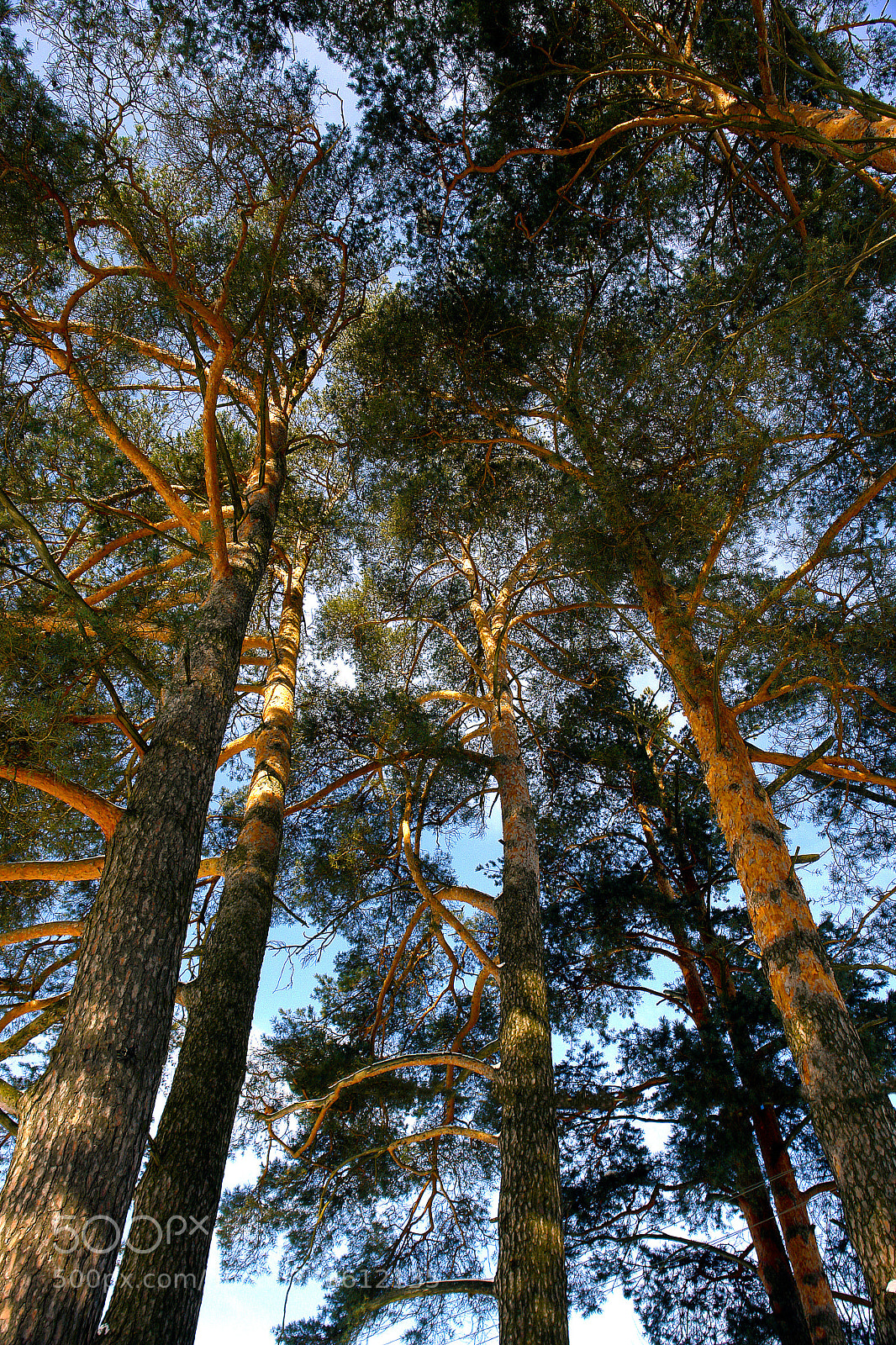 Sony DSC-R1 sample photo. Pine trees photography