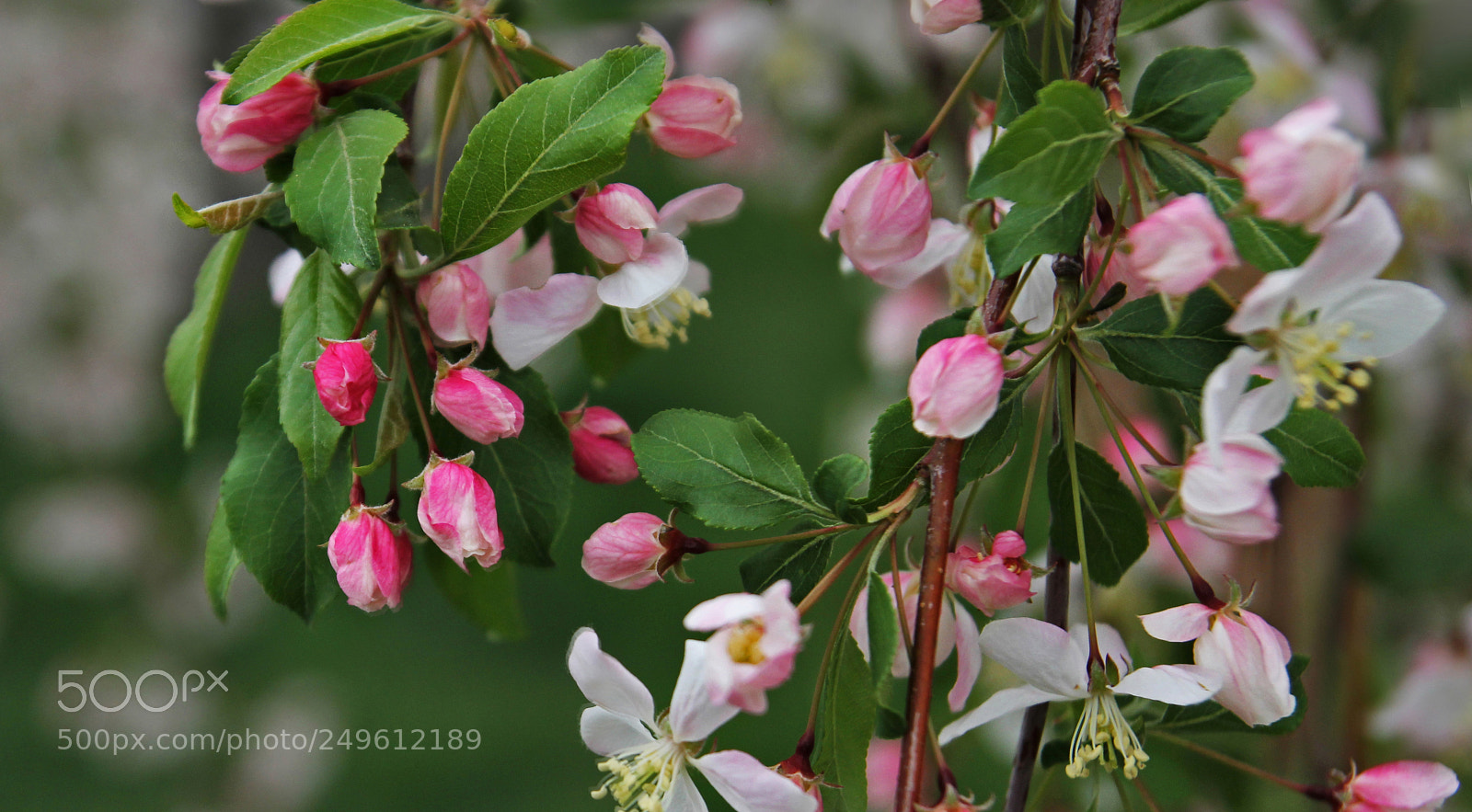 Canon EOS 60D sample photo. Rtye photography