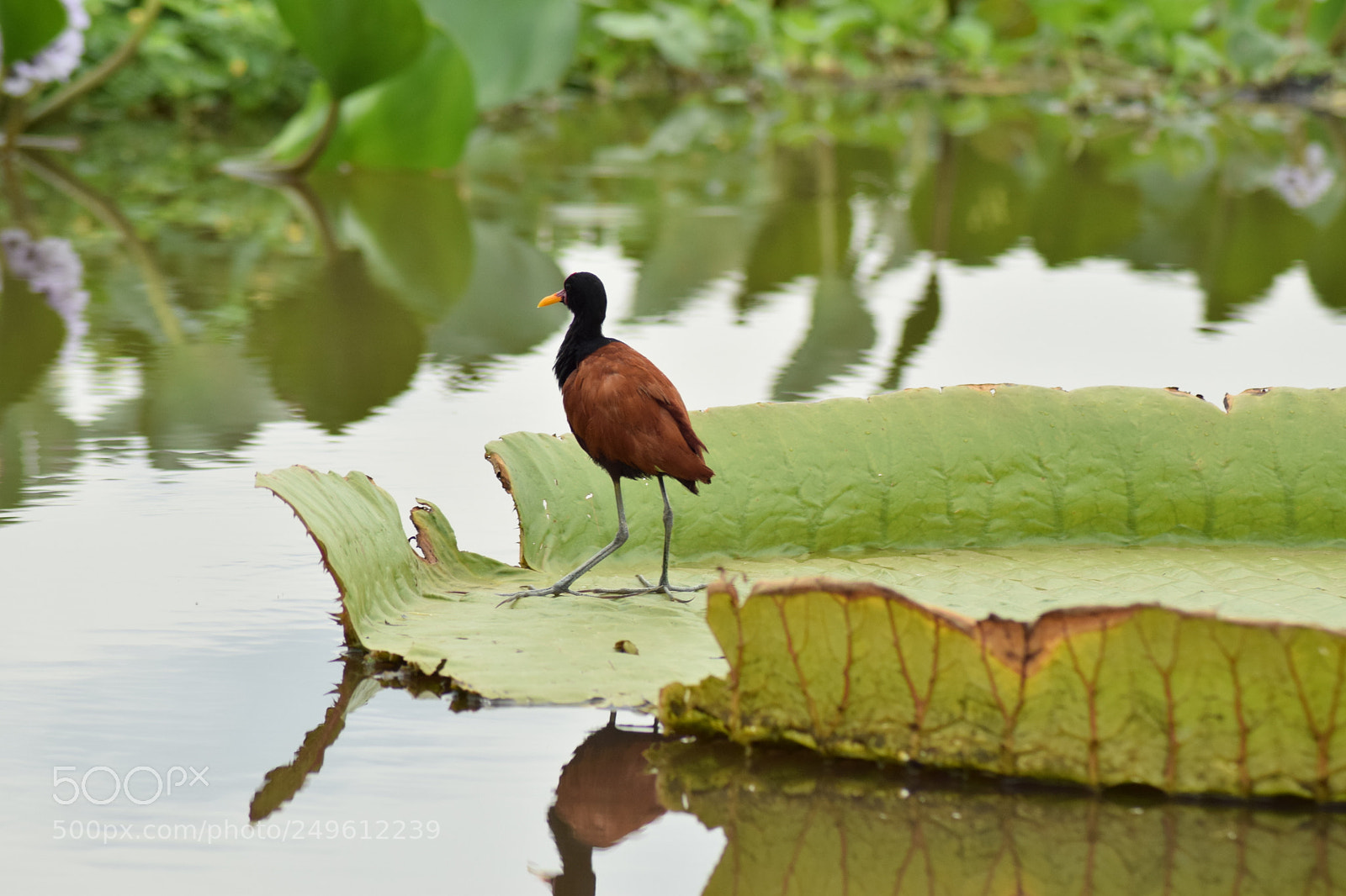 Nikon D5300 sample photo. () photography