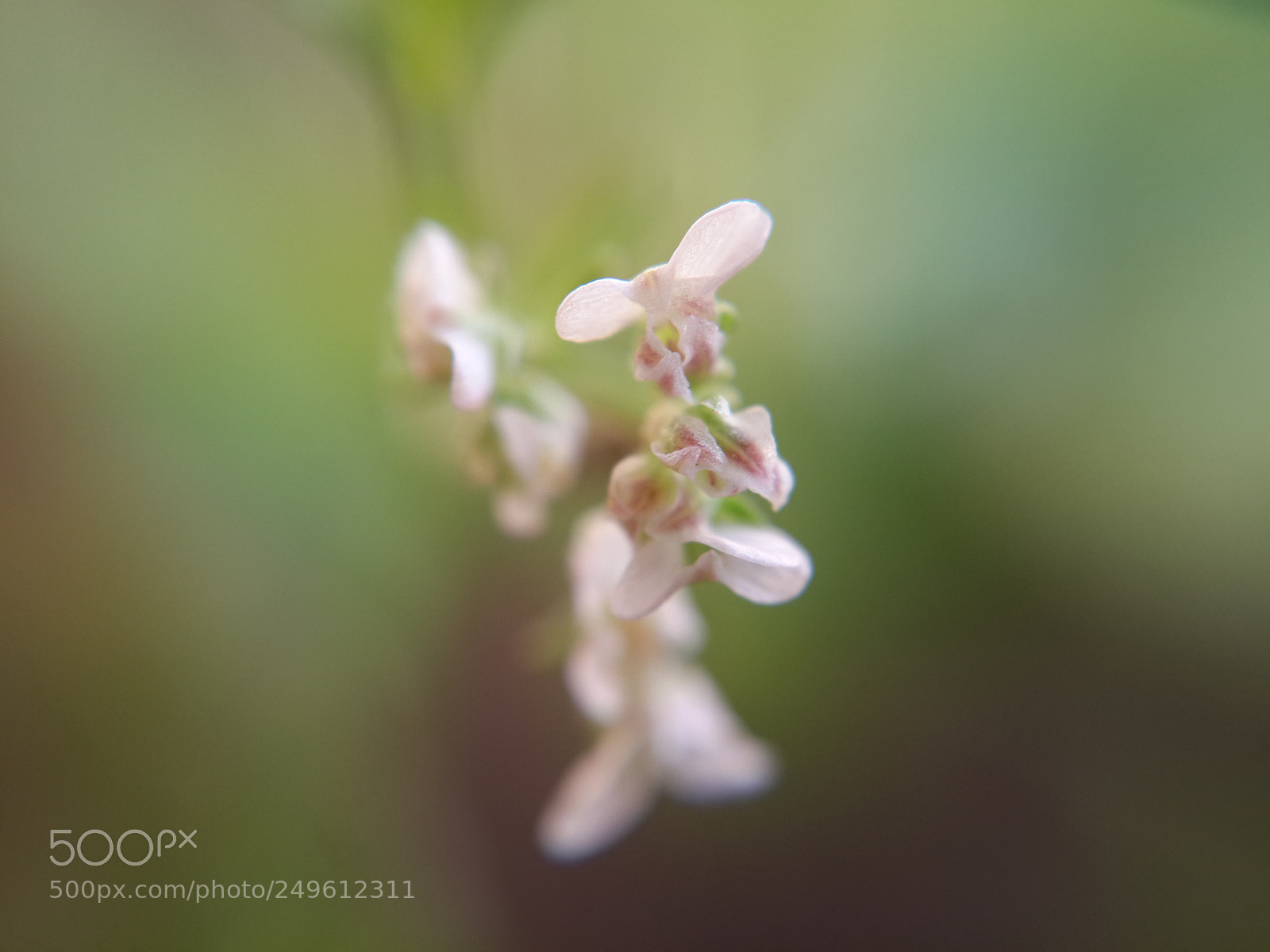 Samsung Galaxy S4 sample photo. Coriander flowers photography