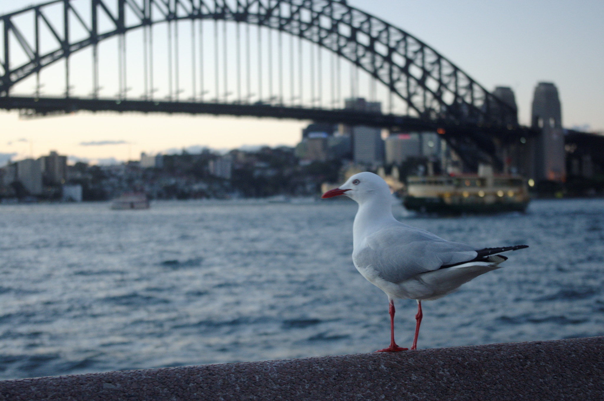 Pentax K-r sample photo. Seagull photography