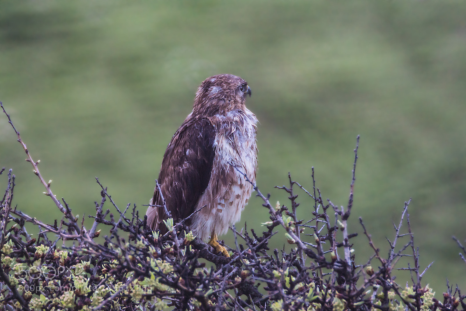 Sony ILCA-77M2 sample photo. Buteo buteo photography