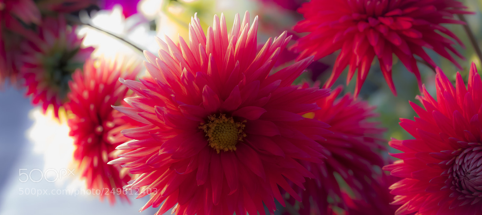 Nikon D750 sample photo. Fire red chrysanthemum photography