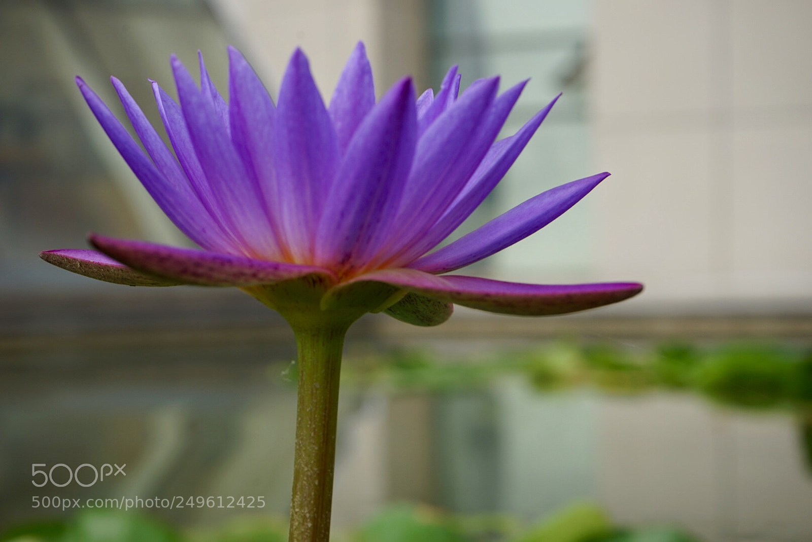 Sony a7 sample photo. 睡莲 photography