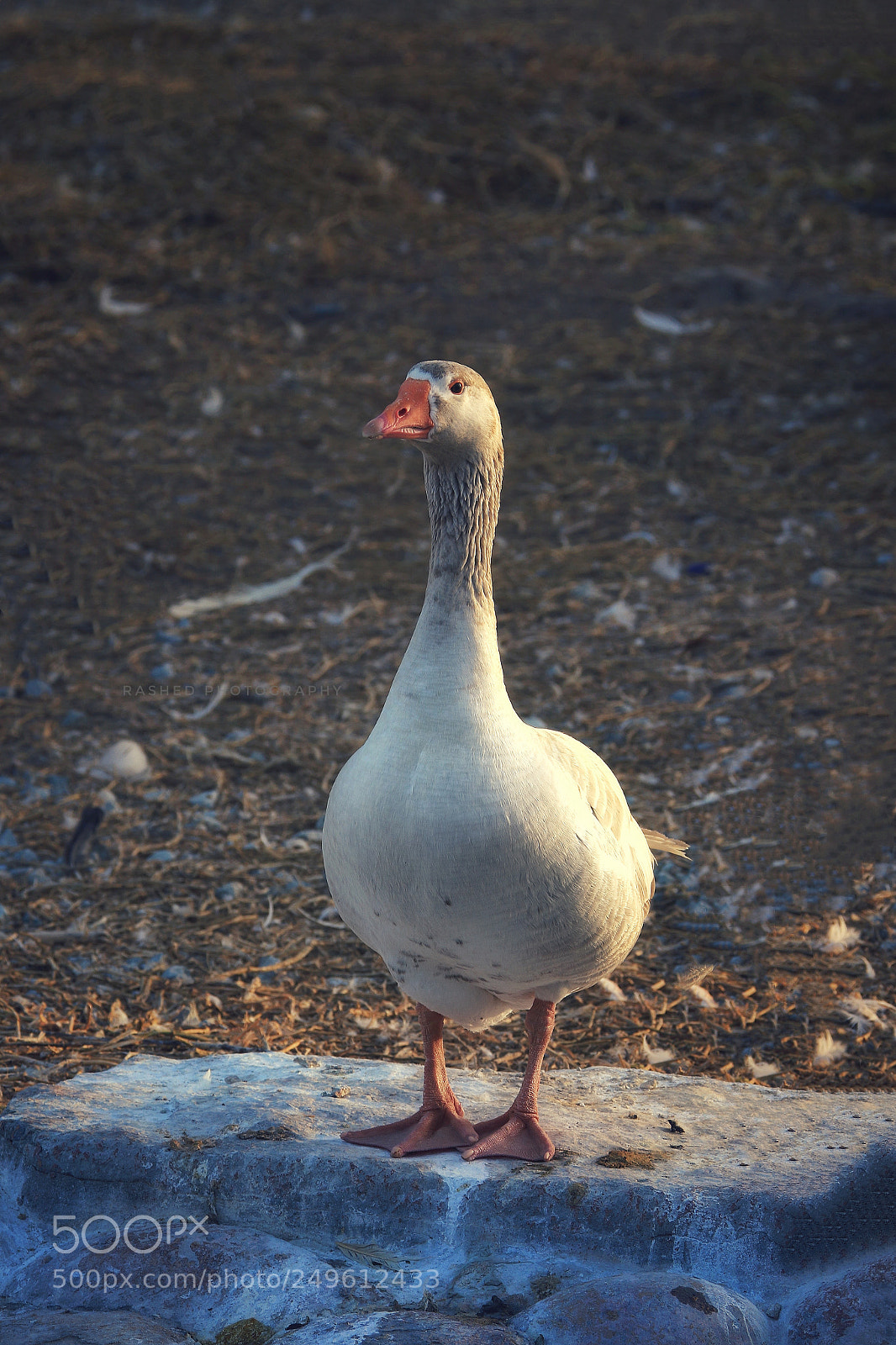 Canon EOS 7D Mark II sample photo. Untitled photography