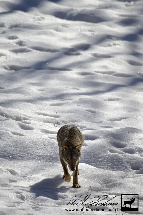 Canon EOS 7D sample photo. Wolf photography
