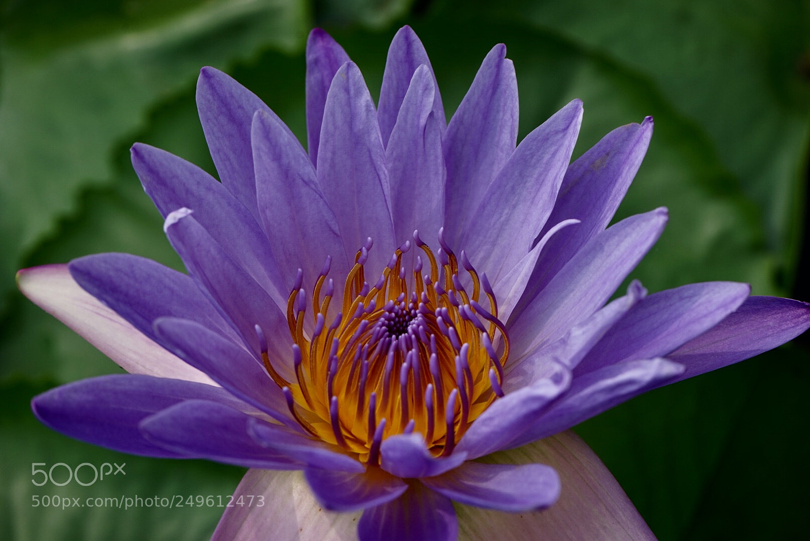 Sony a7 sample photo. 睡莲 photography