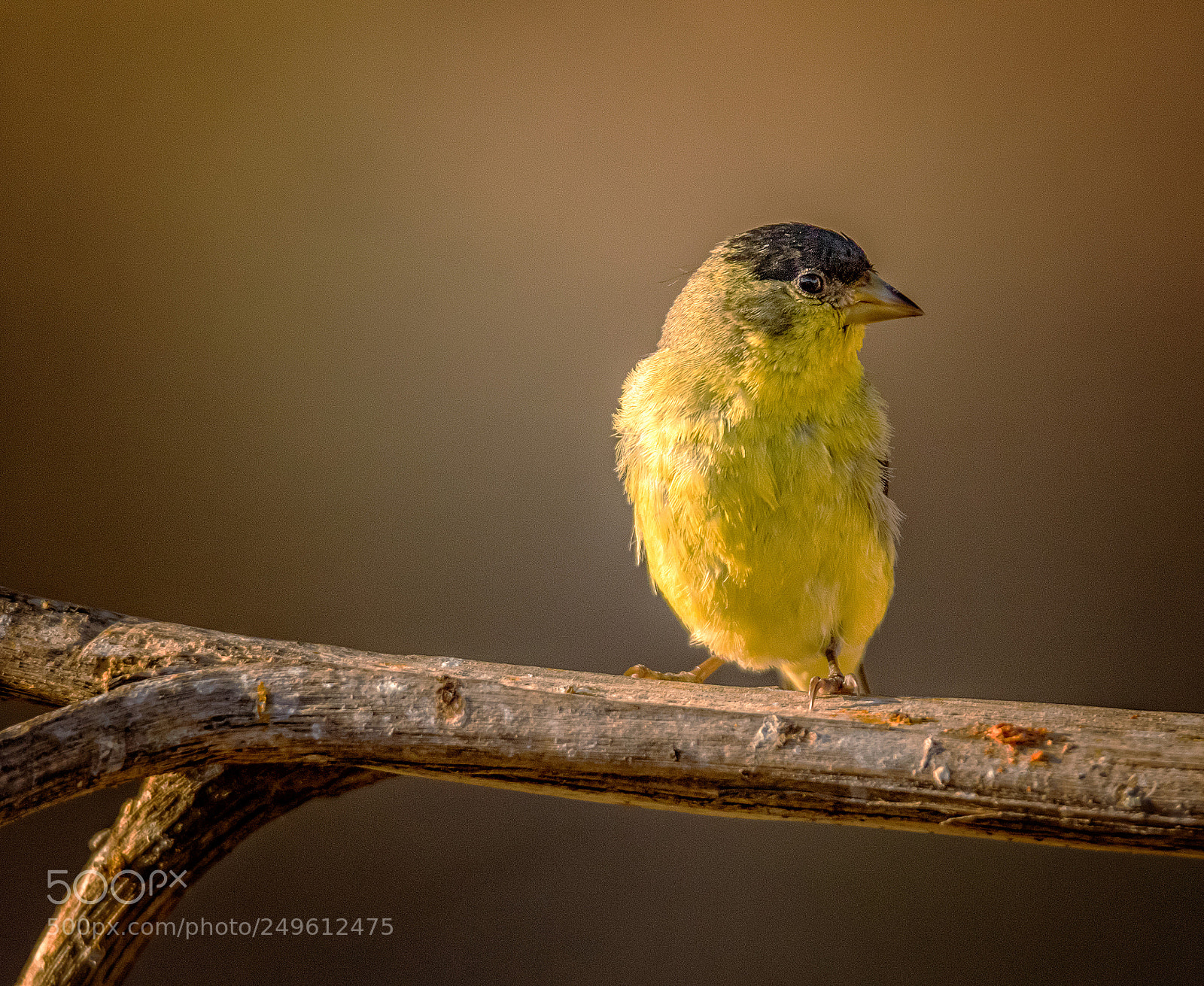 Canon EOS 7D Mark II sample photo. Yellow photography