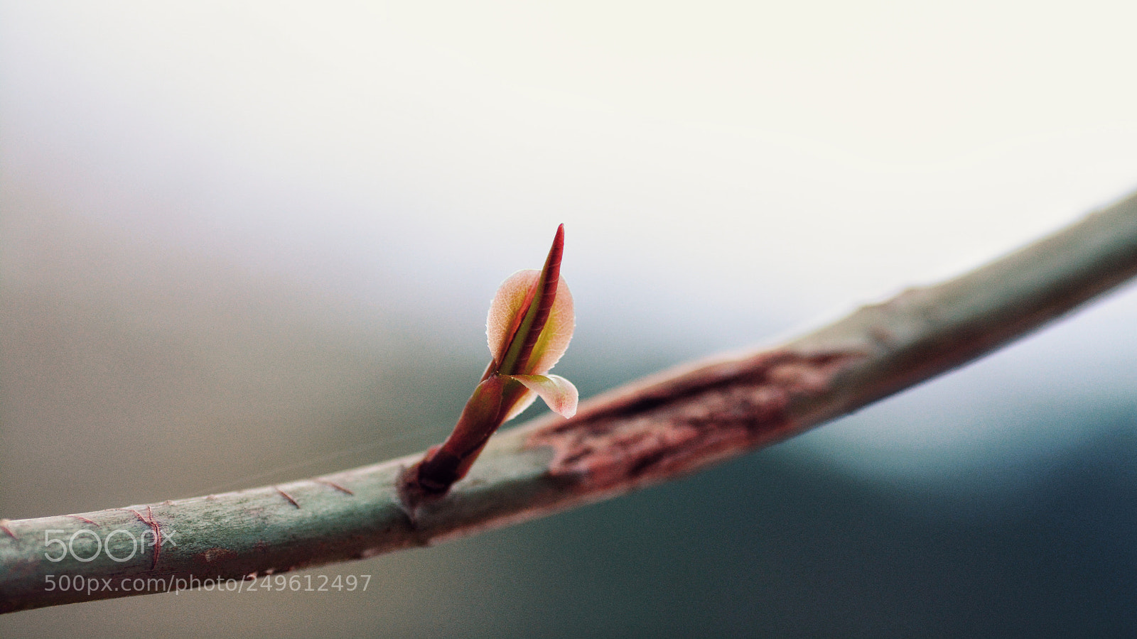 Nikon D7100 sample photo. Untitled photography
