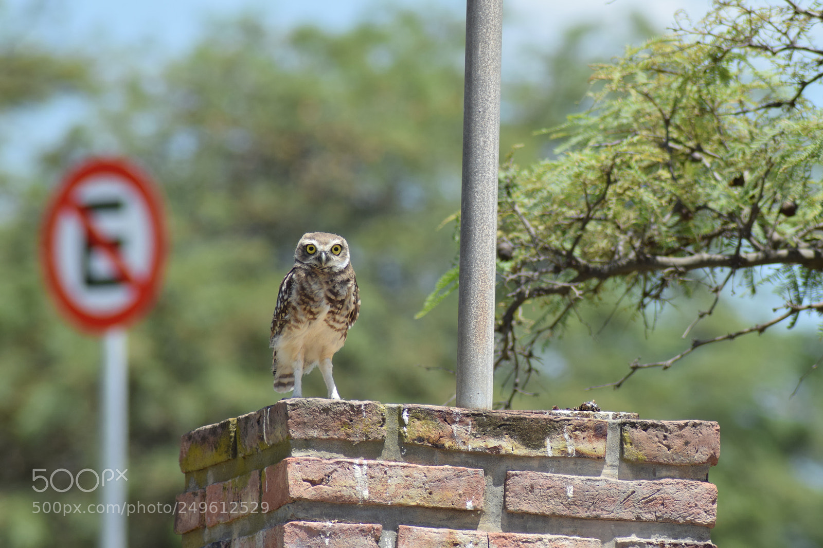Nikon D5300 sample photo. Dsc photography