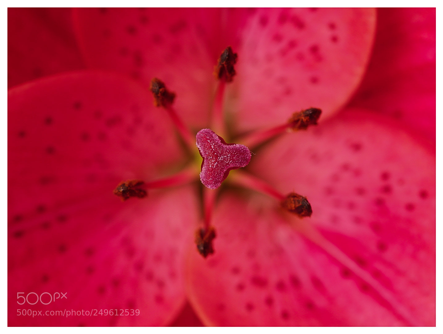 Sony ILCA-77M2 sample photo. Untitled photography