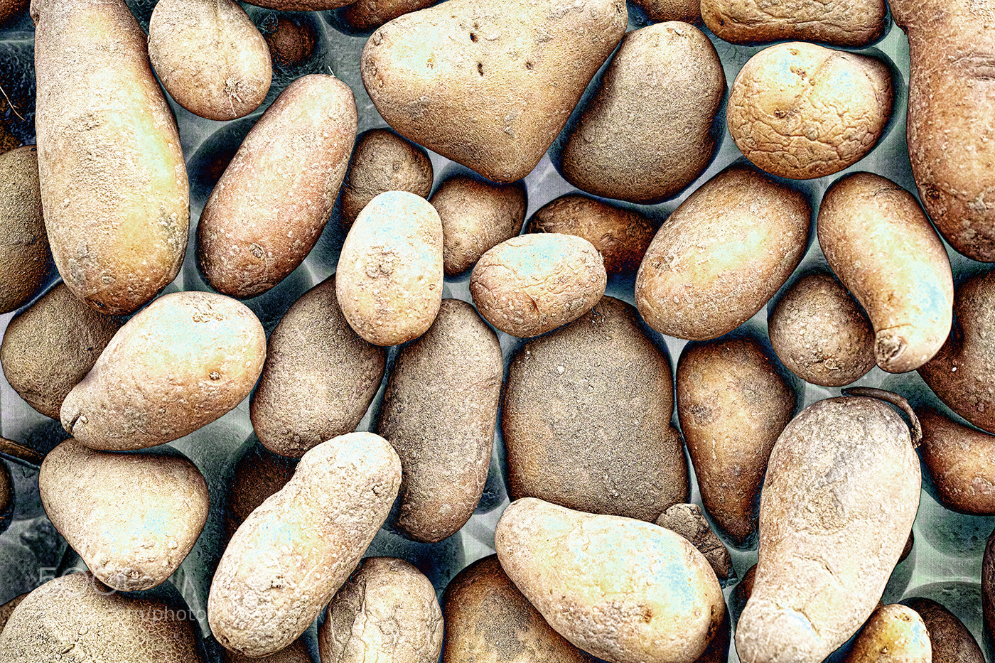 Sigma DP2 Merrill sample photo. Magic potatoes photography