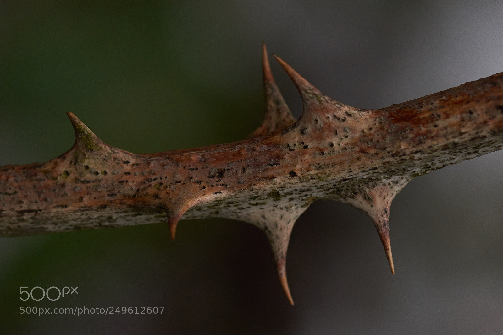 Nikon D7200 sample photo. Thorns photography