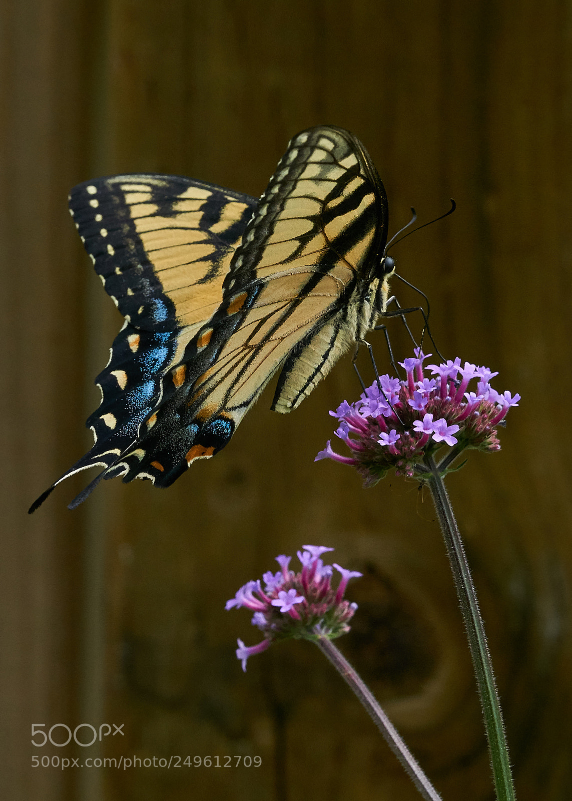 Sony a6000 sample photo. Eastern tiger swallowtail photography