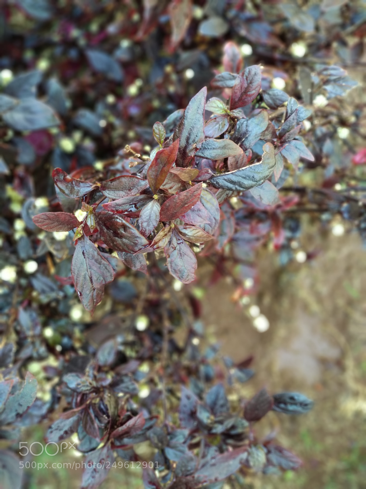 Xiaomi Mi A1 sample photo. Untitled photography