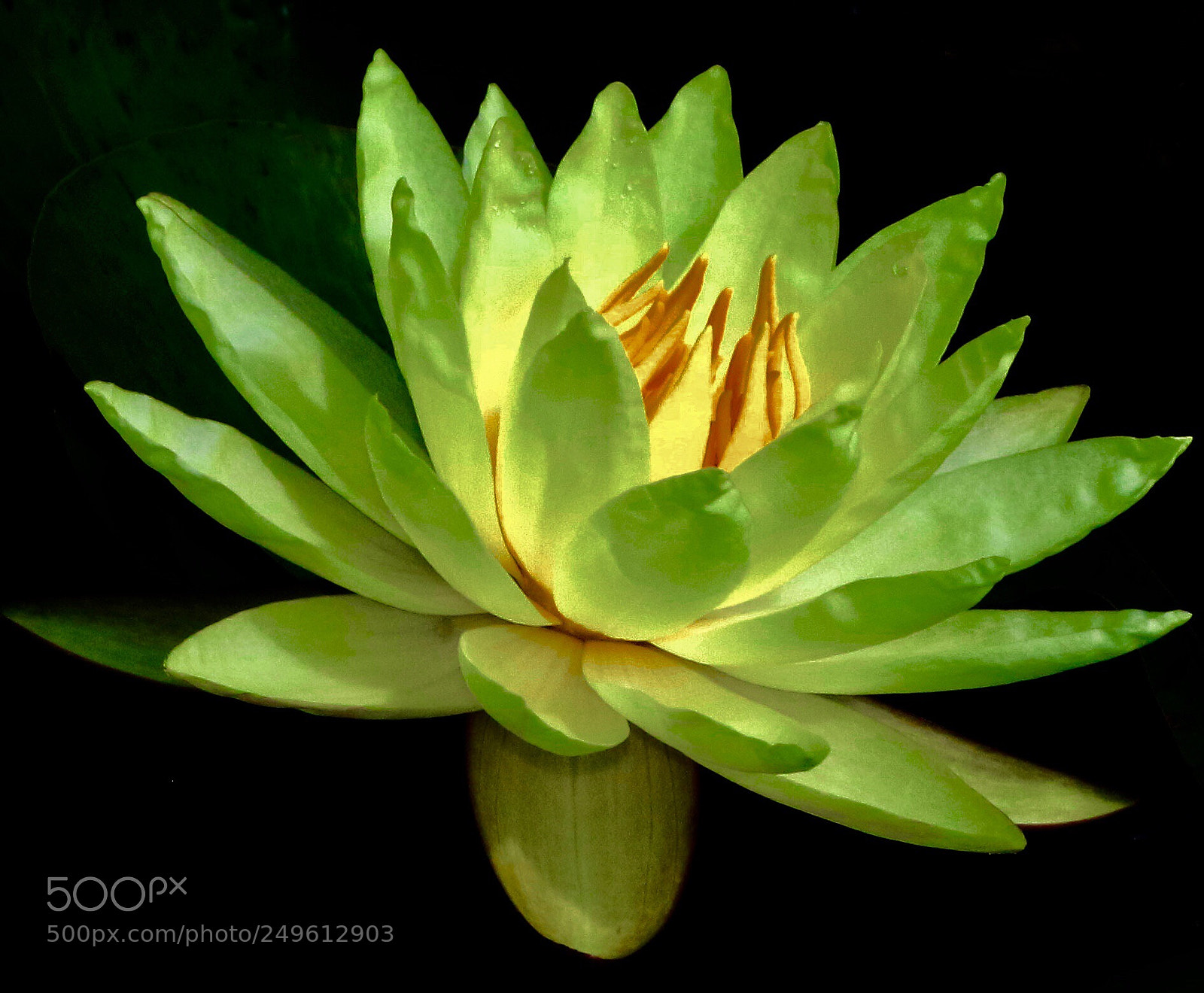 Canon EOS 7D Mark II sample photo. Waterlily photography