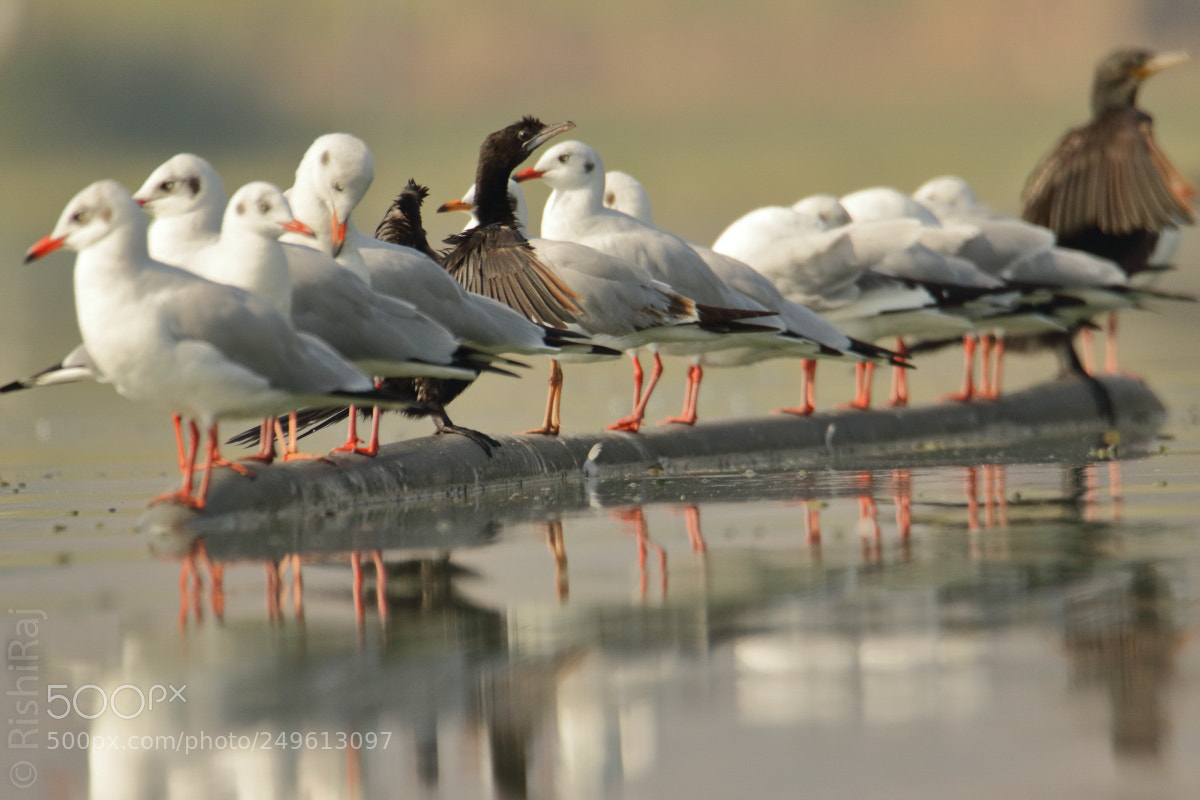 Canon EOS 7D Mark II sample photo. Congregation! photography
