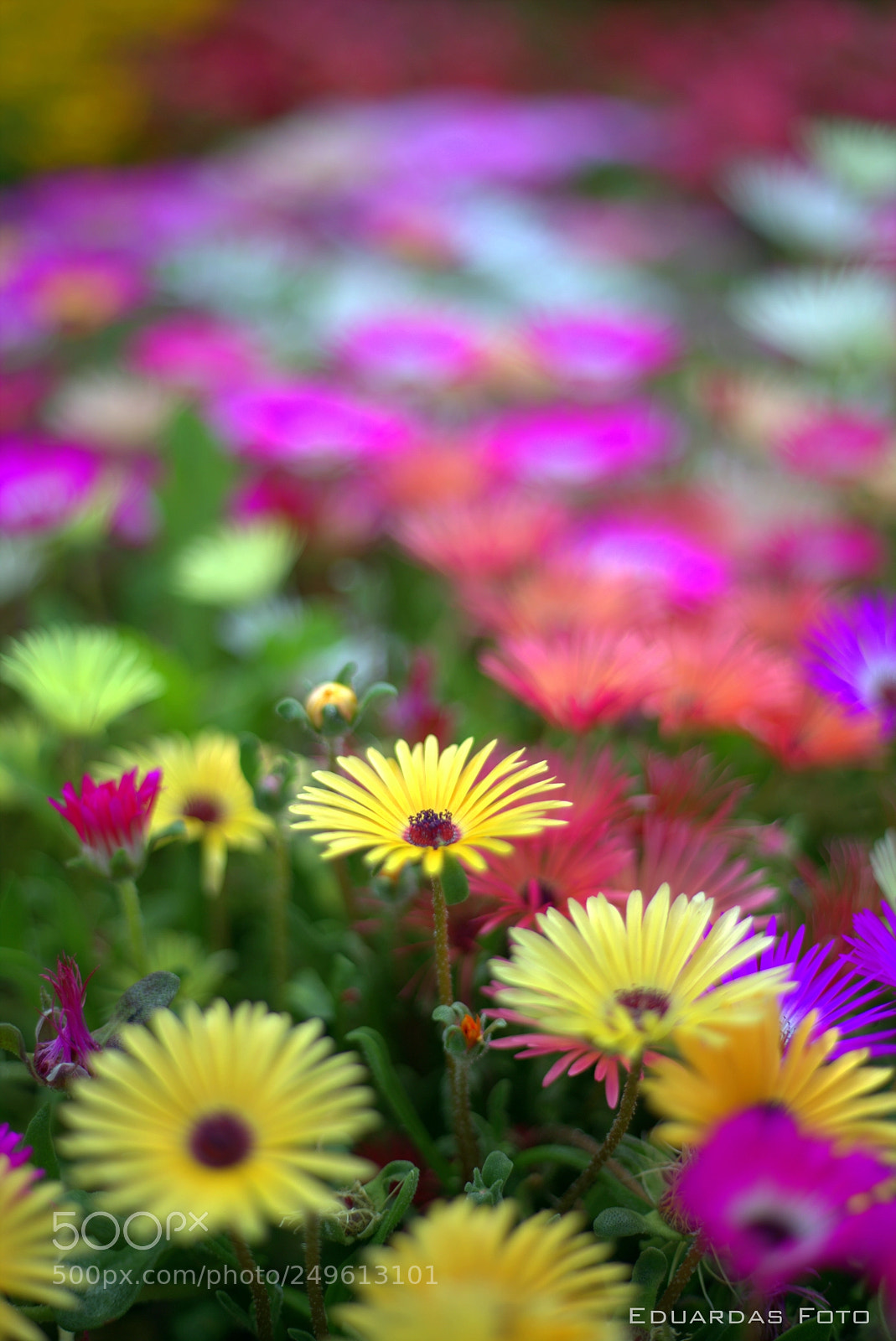 Canon EOS 6D + Canon EF 50mm F1.8 II sample photo. Colours photography