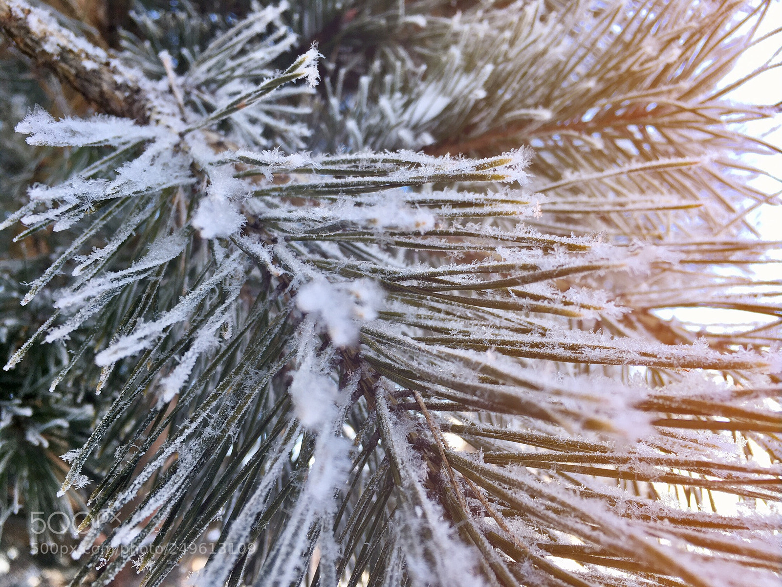 Apple iPhone SE sample photo. ¡frost! photography