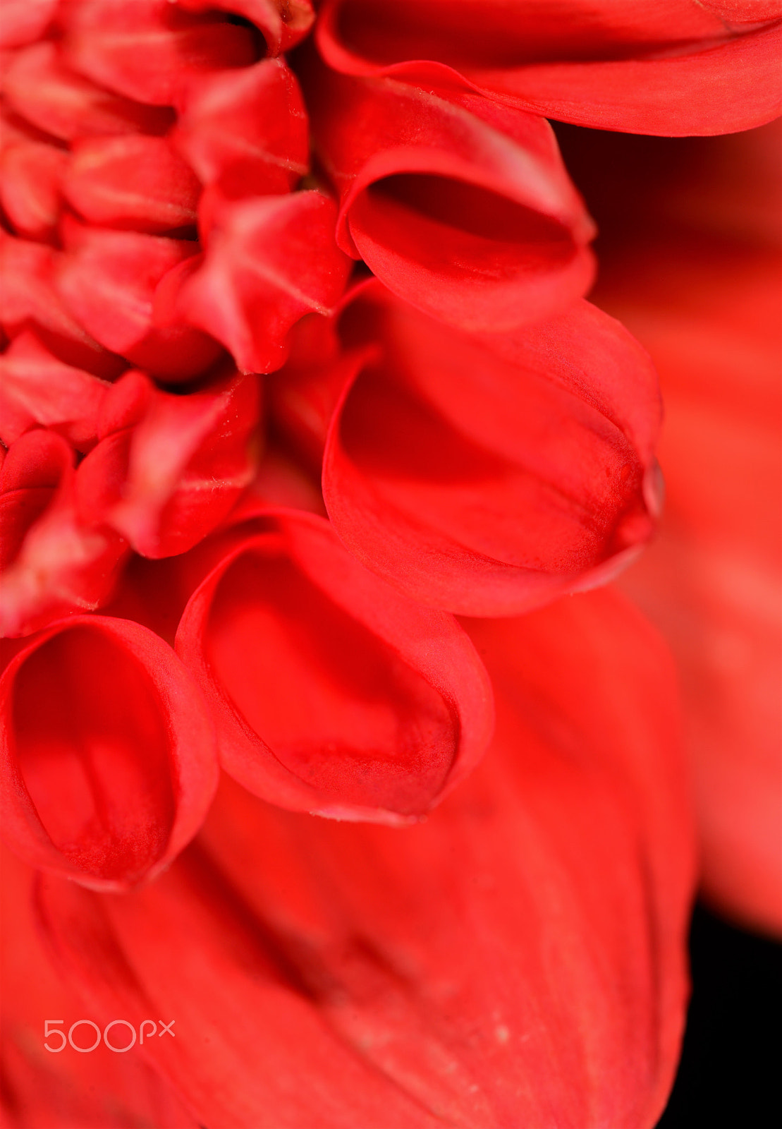 Nikon D600 sample photo. Red1 photography