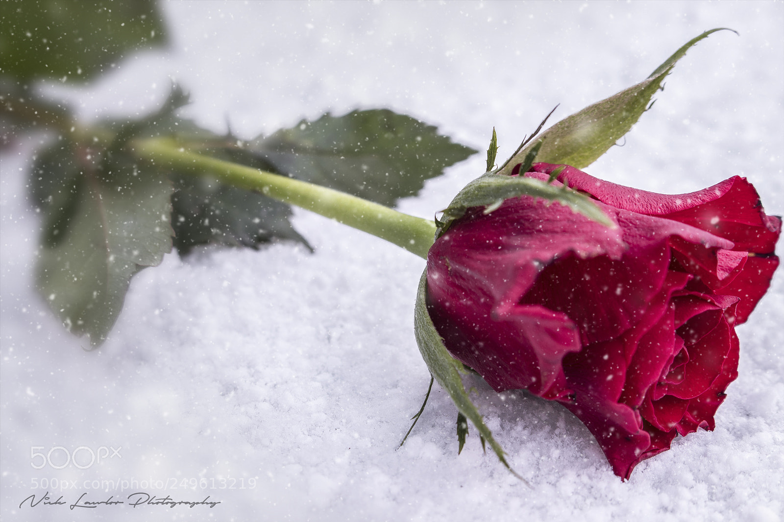 Canon EOS 80D sample photo. Snow rose photography