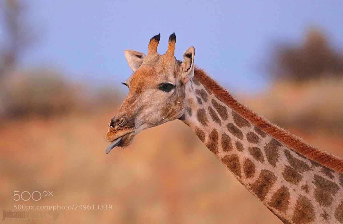 Canon EOS 7D Mark II sample photo. Graceful and gentle photography