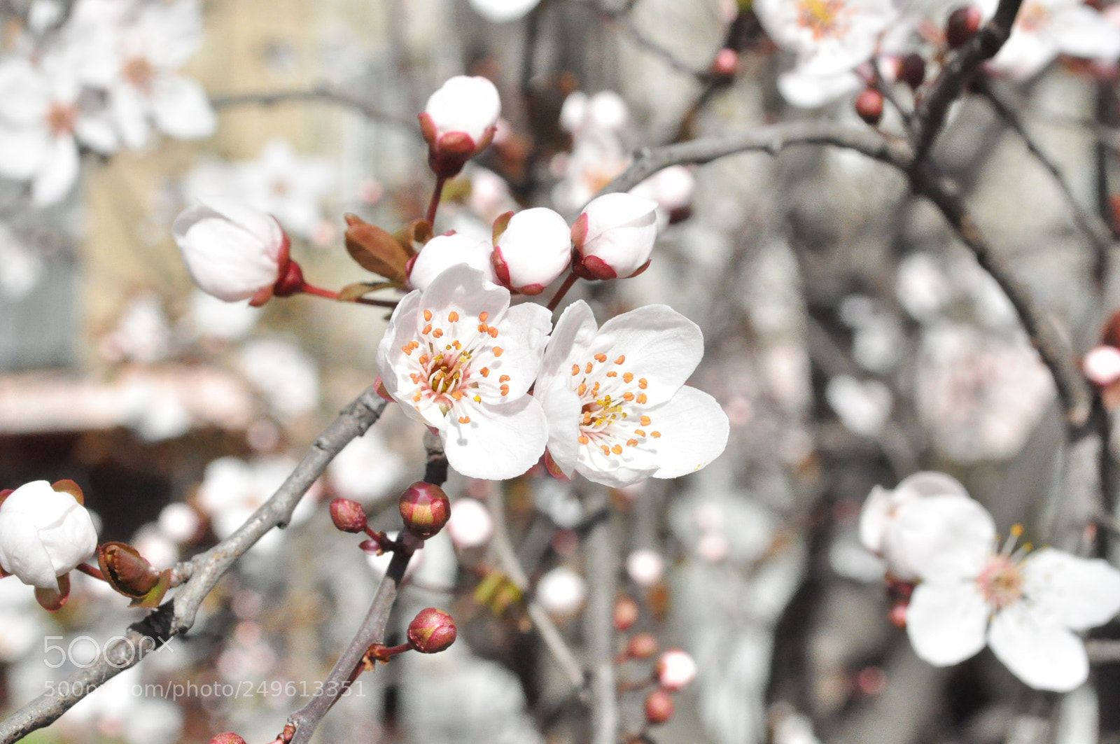 Nikon D5000 sample photo. Cherry in bloom photography