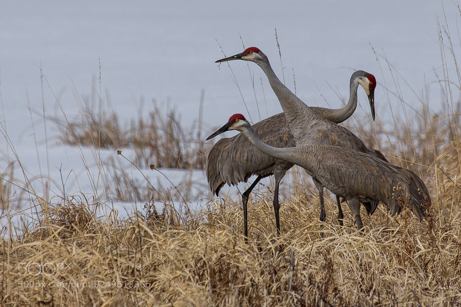 Canon EOS 60D sample photo. Sandhill cranes at whitewater photography