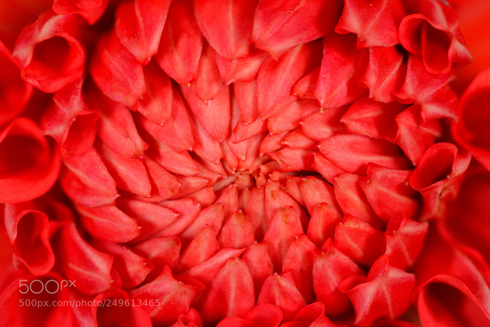 Nikon D600 sample photo. Mystic red photography