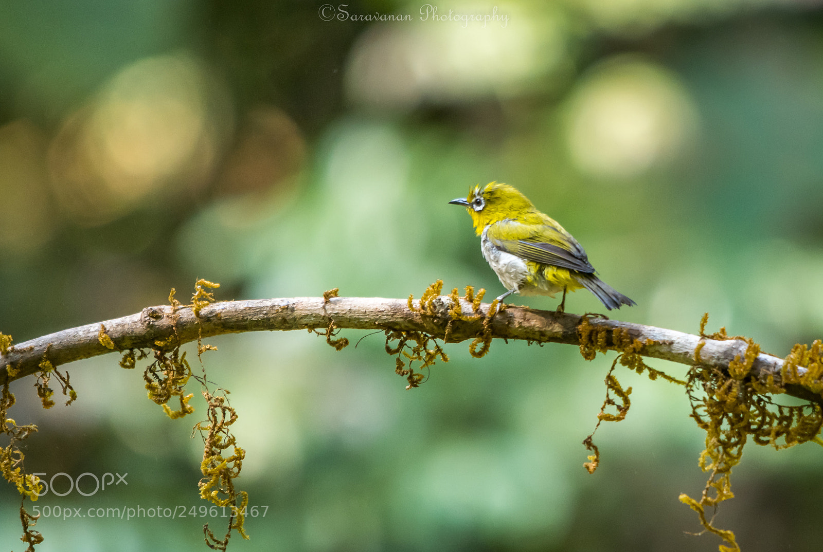 Nikon D500 sample photo. Oriental white eye photography