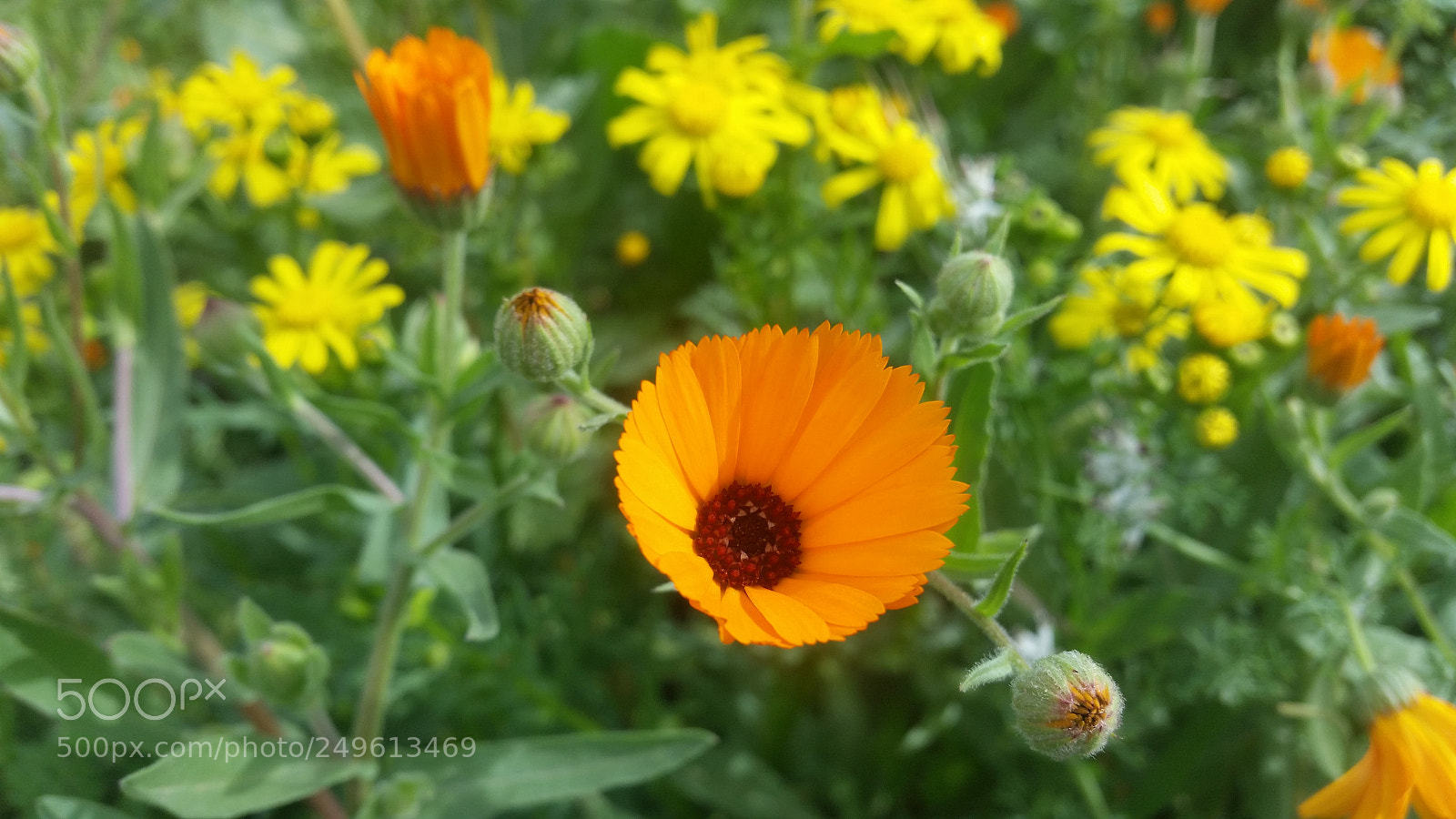 Samsung Galaxy S5 sample photo. Untitled photography
