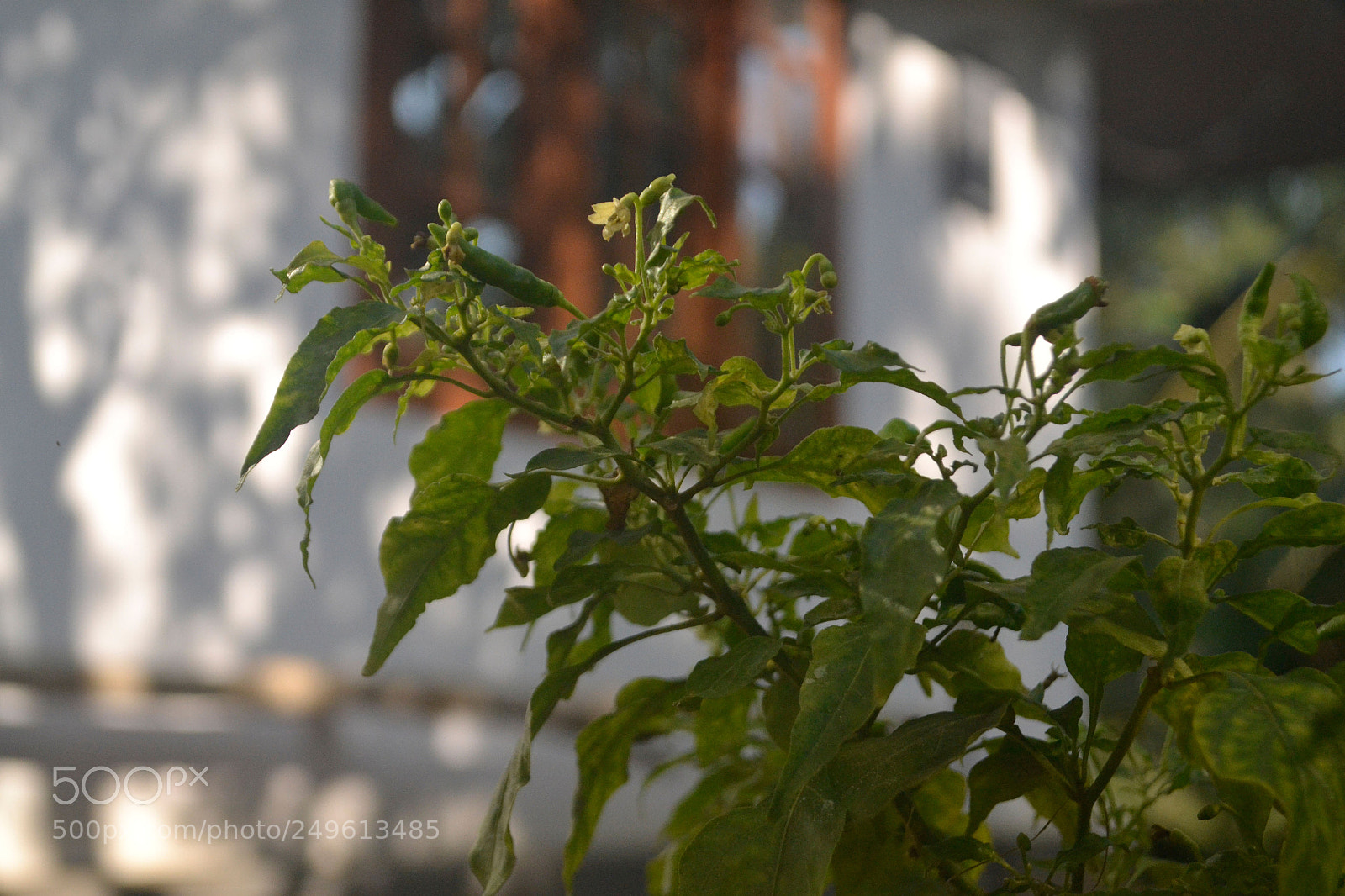 Nikon D3100 sample photo. Tulsi photography